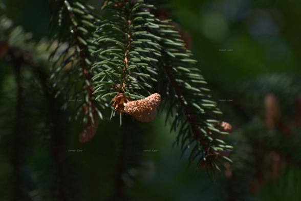 Tree, closeup, color, photo