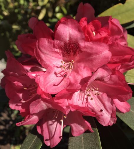 Rote Rhododendron-Blüten
Garten 2019