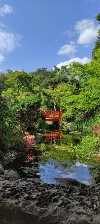 Pont rouge inspiration Japon sur petit étang et fleurs , avec arbres très verts en fond