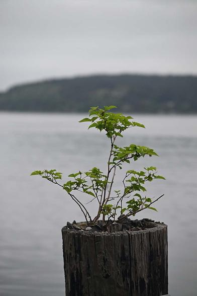 Photo Monday, new growth from old death, seems to be a theme today #photomonday #fotomontag #old #new #photography #photo #thoughts