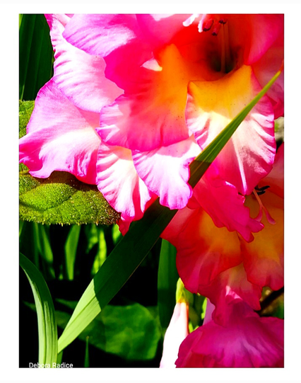 This is a macro of some flowers and grass. In the center there is a blade of grass that touches a group of bright pink flowers. Above on the right there is the central part of one of this flowers while above on the left there are petals and a bright green leaf. Below on the left there are grass and leafs while below on the right petals of the same group of flowers. Below on the left there is also my name: the photographer.