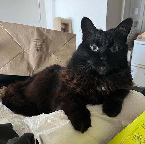 their fluffy black and brown cat with big green eyes laying on a roll of paper towels with a large brown paper bag behind