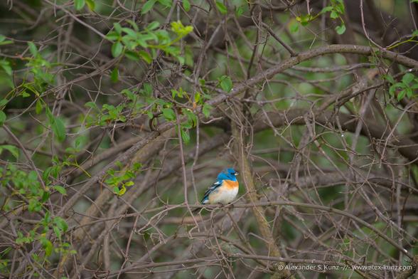 Photo of a small bird in a tangle of branches with a some green leaves. The bird has a stout dark beak, a vibrant turquoise head and back, with an orange throat, and a grey breast.