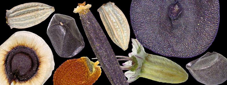 A collage of different kinds of wild seeds, varying in size and shape.