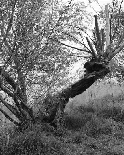 The image shows a black and white photograph of a gnarled tree with branches extending outward. The tree appears old and twisted, with a textured bark. It is surrounded by grass and other foliage.