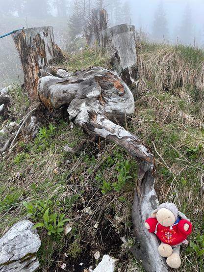 Foto des grauen Schafs auf einer verwitternden Wurzel