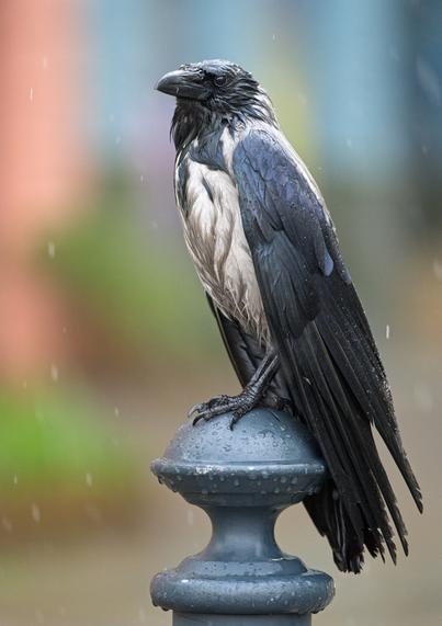 A hooded crow is perched on a bollard outside their local supermarket, feathers drenched in the rain.