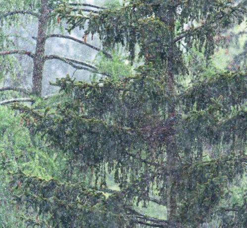 Through raindrops frozen in mid-air a nest can be seen, nestled in the branches of a pine tree. Close inspection reveals a parent crow doing their best to shelter their young chicks from the wet and cold.