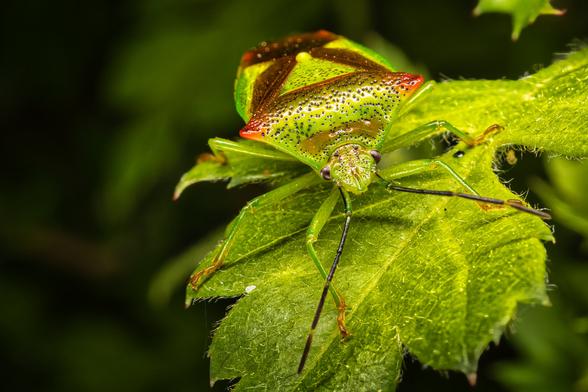 A green Bug an a leaf