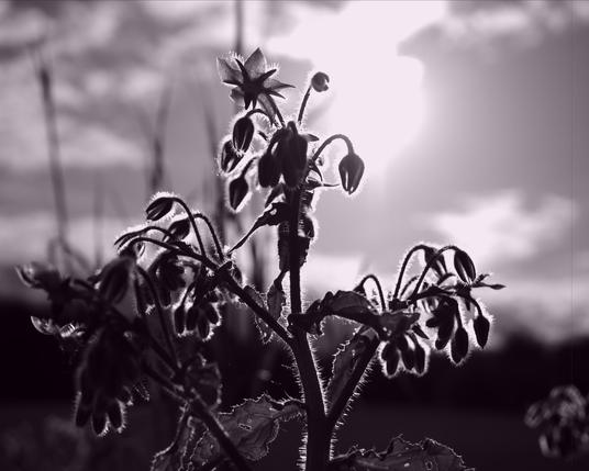 This is a black and white image of a plant silhouetted against a bright sky. The sun is behind the plant, creating a glowing outline around the stems and leaves. The background shows some clouds, suggesting it is outdoors.