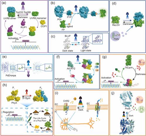 Protein design accelerates the development and application of optogenetic tools. Computational and Structural Biotechnology Journal, DOI: https://doi.org/10.1016/j.csbj.2025.02.014