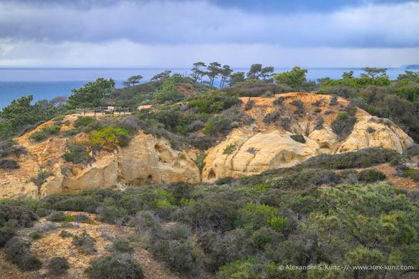 A color photo of a coastal landscape. Beige sandstone bluffs are vegetated with low-growing, hardy shrubs. Further back, against the horizon, is a small group of wind-stunted conifers. On the bluff in the center is a trail, line with a wooden fence, that leads to an overlook with a bench. Above it all is an overcast sky with cool blue clouds that contrasts nicely with the warm and green tones of the landscape.