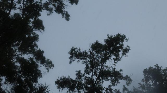 a stormy photo if trees in the wind