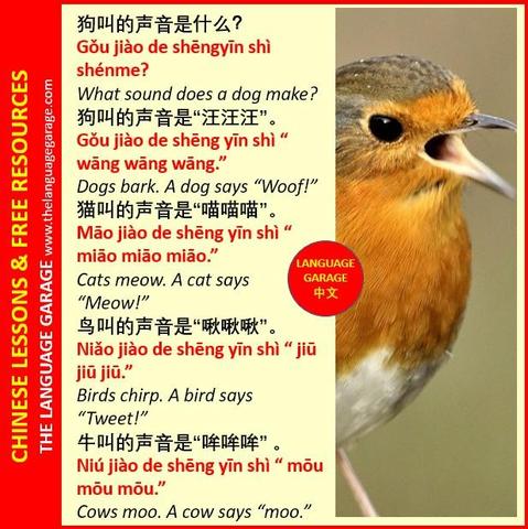 Chinese vocabulary for animal sounds, image of a chirping bird