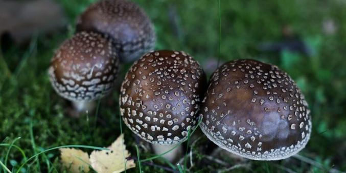 Experts Say These Dangerous Things Could Be Lurking in Your Lawn