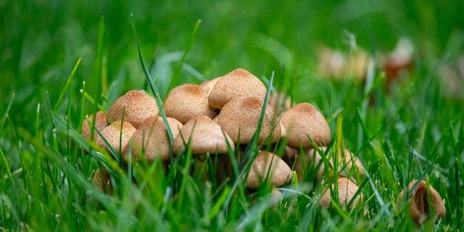 One Sign Your Garden Is More Low-Maintenance Than You Might Think