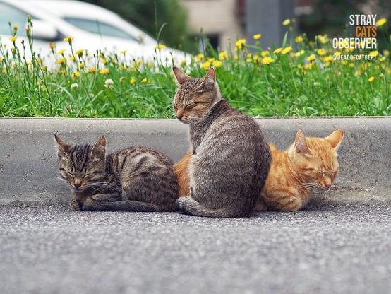 Three sleepy kittens snuggle up to each other