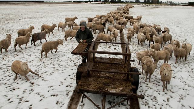 Yes, New Zealand still has more sheep than people. But humans are catching up