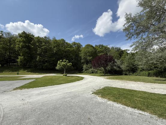Das Bild zeigt eine ruhige Parklandschaft unter einem klaren blauen Himmel mit einigen weißen Wolken. Im Vordergrund befindet sich ein asphaltierter Weg, der sich in einer Kurve durch das Grün schneidet. Links und rechts des Weges ist grünes Gras zu sehen. Einige Bäume mit unterschiedlichen Blätternarten, darunter ein Baum mit dunkelroten Blättern, stehen am Rand des Weges. Im Hintergrund erstreckt sich ein dichter Wald, der die Landschaft umrahmt. Die Szene wirkt friedlich und einladend, ideal für einen Spaziergang oder eine Ruhepause.