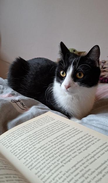 Black and white tuxedo cat sitting on a bed in front of a book