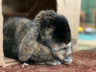 a brindle colored lop rabbit laying in a cardboard box