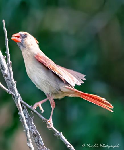 "This image features a female Northern Cardinal (Cardinalis cardinalis) perched gracefully in its natural environment. Unlike the striking red of the males, the female cardinal displays a warm, soft brown plumage with hints of reddish-orange along the edges of her wings and tail. Her distinctive bright orange beak stands out against the muted tones of her feathers, adding to her quiet elegance.

A subtle black mask surrounds her face, highlighting her watchful eyes as she surveys her surroundings. The gentle contrast of earthy tones and red hues gives her a delicate yet regal presence, embodying both beauty and resilience in nature. The background adds to the serene atmosphere, framing her in a peaceful and timeless portrait of the wild." - Copilot