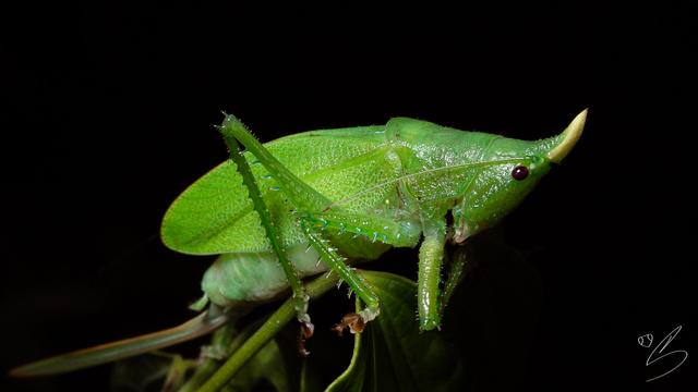 Nature photograph showing a rhinoceros katydid perched on a branch against a black background. The insect is in a lateral position facing the right of the image and resembles a common green katydid, except for its characteristic unicorn-like horn on top of its head.
