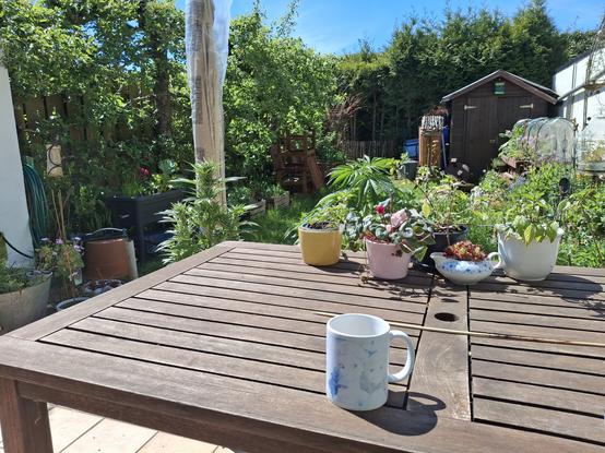 Photo über den Holzgartentisch mit Kaffeebecher. Kleine Sxhalen mit Pflanzen darauf. Über die Tischkante ragen 2 Cannabispflanzen. Im Hintergrund ein kleiner Garten