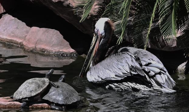 Pelican and turtles: I didn't know this, but the Flamingo Hotel has a rehab pelican. This one is Bugsy. It's super cool, though, that they would have this #bugsy #flamingo #hotel #lasvegas #rehab #pelican #turtle #nature #naturephotography #photograpy #neat #cool