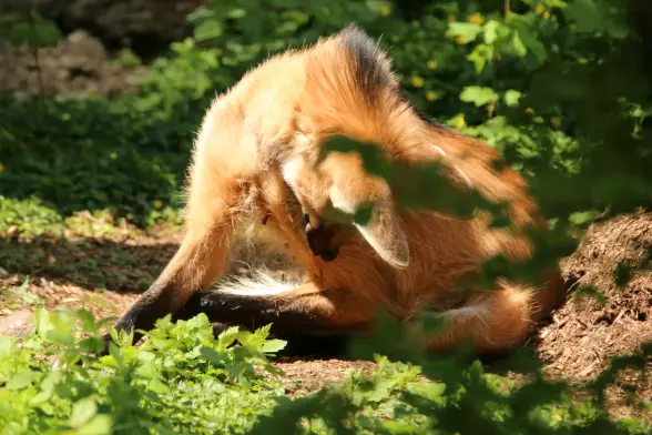 A maned wolf looking rather puzzled towards the ground. Maybe you shouldn't have lied down on an ant nest, fluff brain.