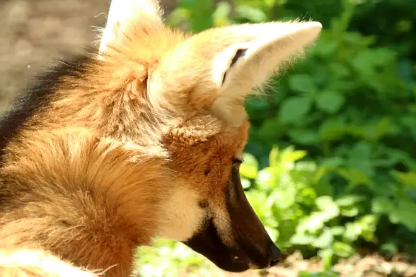 A close up of a maned wolf with tiny teeth sticking out from the side of their muzzle. Looks fierce!