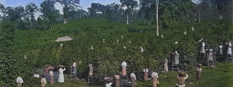 Women and men, some with baskets of berries on their heads, harvest coffee from lush rows of trees, taller shade trees are visible in the background.