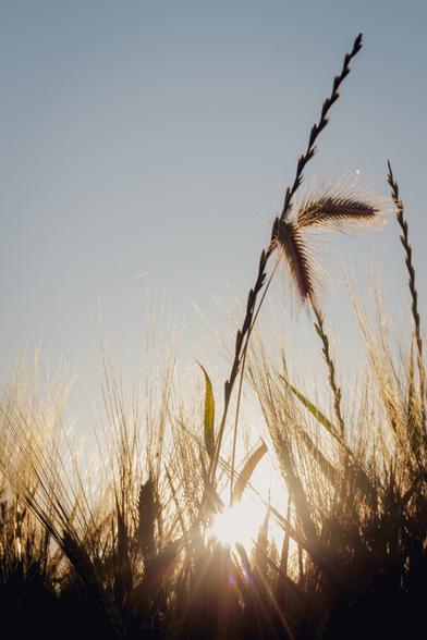 Photograph showing some ears of field from a low vantage point, through which the rays of the setting sun pass.