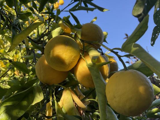 Yellowing grapefruit and “lime green” leaves in am sunlight under bright blue cloudless sky.
