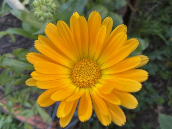 Yellow petals and yellow centre flower of Calendula