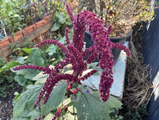 Cascading, long “Maroon” red/purple flowers and large green leaves of Amaranth plant