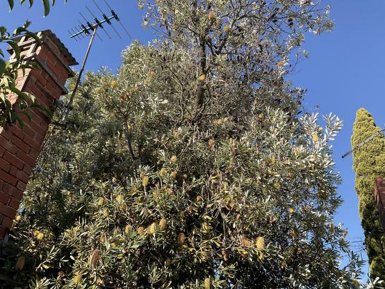 Banksia cream yellow flowers & grey/green leaves.  Clear blue sky.