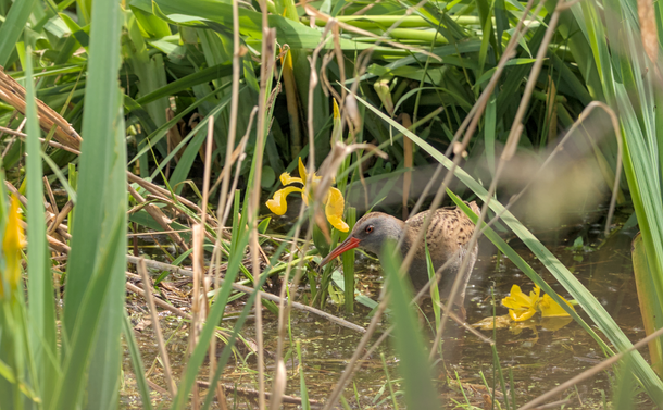 Un râle d'eau (oiseau proche de la poule d'eau avec un plumage marron et gris et un long bec pol tu et rouge) derrière des roseaux et des iris d'eau.