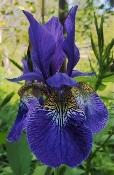 eine Irisblüte mit verschiedenen Blautönen mit
inneren und äußeren Blütenblättern. Die inneren Blätter sind nach oben geschlagen und leicht geschlossen. Sie bilden einen hohen „Dom“. Die 3 äußeren Hängeblätter hängen seitlich herab. Sie sind am Ansatz gelb weiß gemustert und mit dunkelblauen Linien durchzogen.