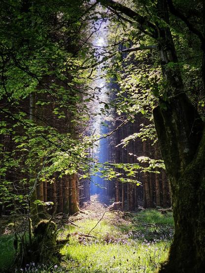 Sunlight streams down through a dense forest canopy, illuminating the forest floor covered in green foliage and some purple flowers. Tall trees line the path of light.