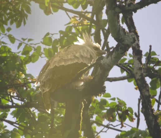 On a cloudless blue day, the sun is shining through the branches and straight through the lifted crest of a baby Harpy Eagle, the National Bird of Panama. The chick is a very large hunched-looking borb with a white crest and face, dark eyes, and an already strongly hooked eagle's bill. Darien, Panama. Photo by Peachfront. April 2025.