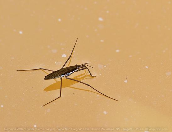 A sort of cigar-shaped insect with long legs stands upon a coffee-with-cream colored pond. The strider is dark brown with white belly.
©BosqueBill.com