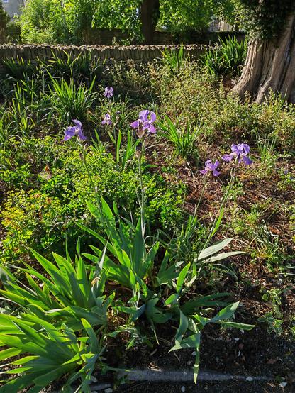 A clump of bearded iris bears pale violet-blue flowers. They are growing under the shade of ancient yew trees. They are surrounded by euphorbia and vinca.