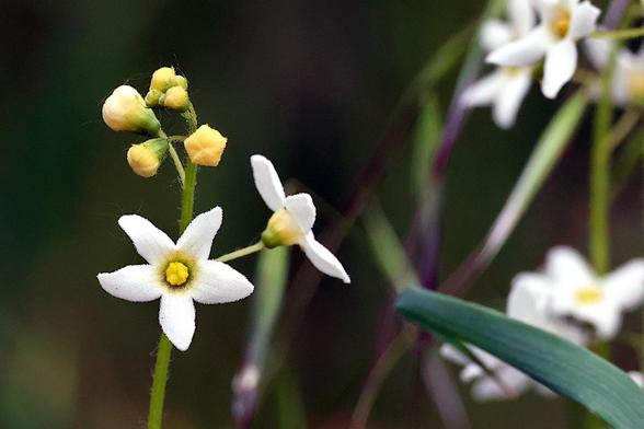 Desert Starvine