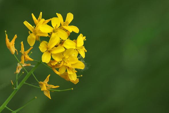 Field Mustard