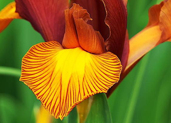 Yellow and Red Stripes of a Bearded Iris petal