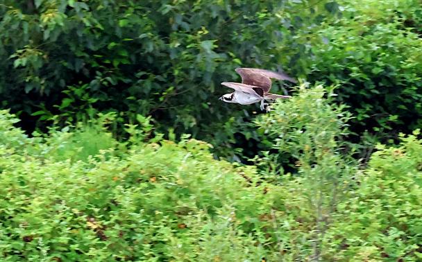 I saw this Osprey dive into the lake. He caught his fish.  To bad he was so far away even with the reach of a 400mm lens it still really wasn't enough.  I need to get a longer reaching lens.