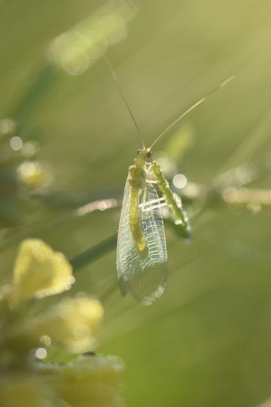 A small green lacewing sits on a stalk of grass. Sunlight is shining through the wings and illuminates the fine pattern of veins in the wings.

In the background and out of focus are flowers and other grass stalks. The blurry outlines seem to form lines that run diagonally from bottom left to top right. 

Colours are all shades of green and yellow except for the bright white of the veins in the wings.