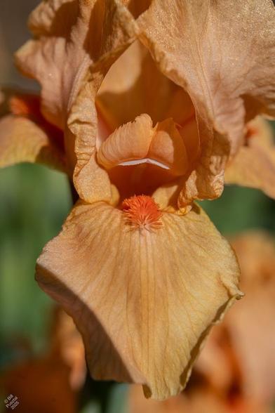 IB Iris 'Many Mahalos' (J Terry Aiken, 2003). An in-situ photo of a gorgeous peachy-saffron coloured iris with a deep saffron beard. In the BG, more of the same, blurred out. Bright sun