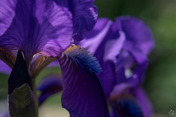 Iris species x 'Eternal Summer' (Chuck Chapman, 2012, 'Forever Blue' x I. aphylla), so named cause it repeat blooms throughout the summer, if it gets enough water.
A pair of deep purple iris flowers and one bud, in dappled sun/shade. The flags are evenly purple, the falls get more intensely darker purple toward the throat, where there are rays of light blue. The beard is electric blue with yellow tips toward the throat.